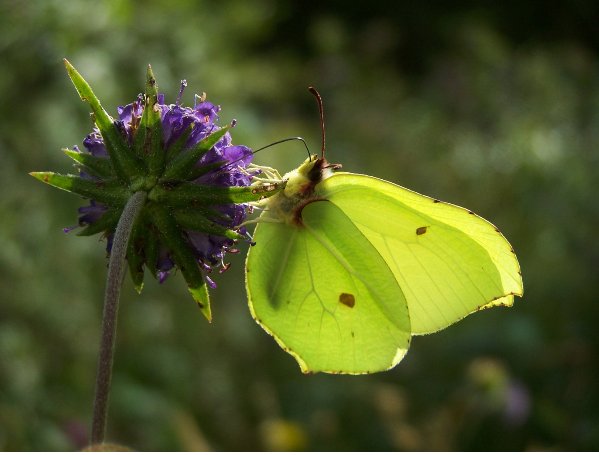 bc Brimstone butterfly nectars on Devil's-bit Scabious bc